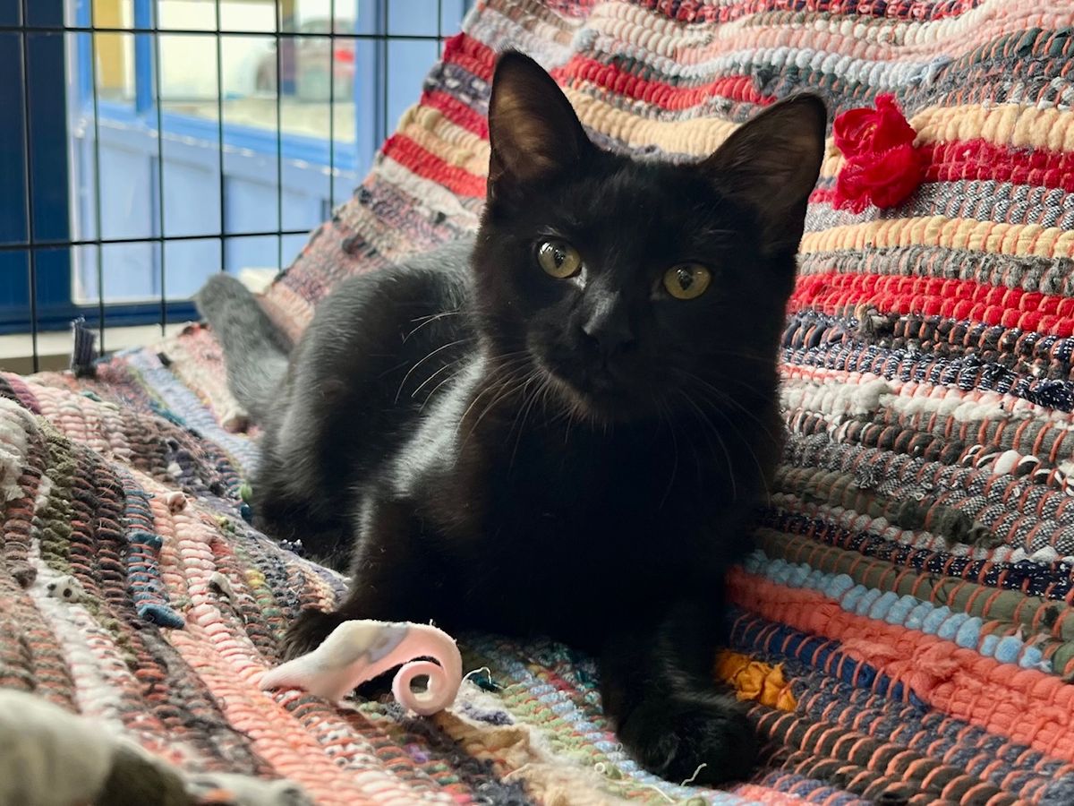 Gallery image: Totara