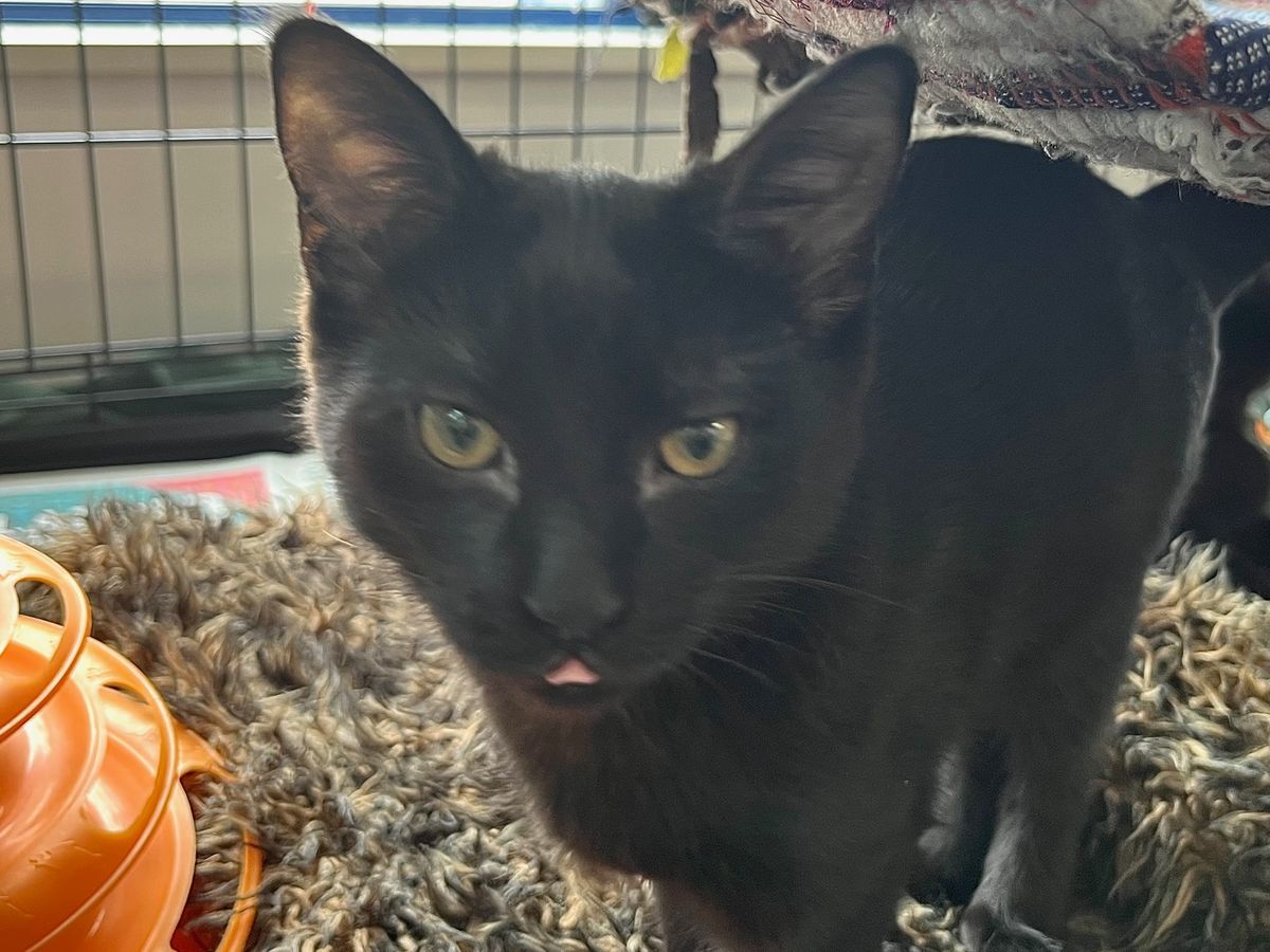 Gallery image: Totara