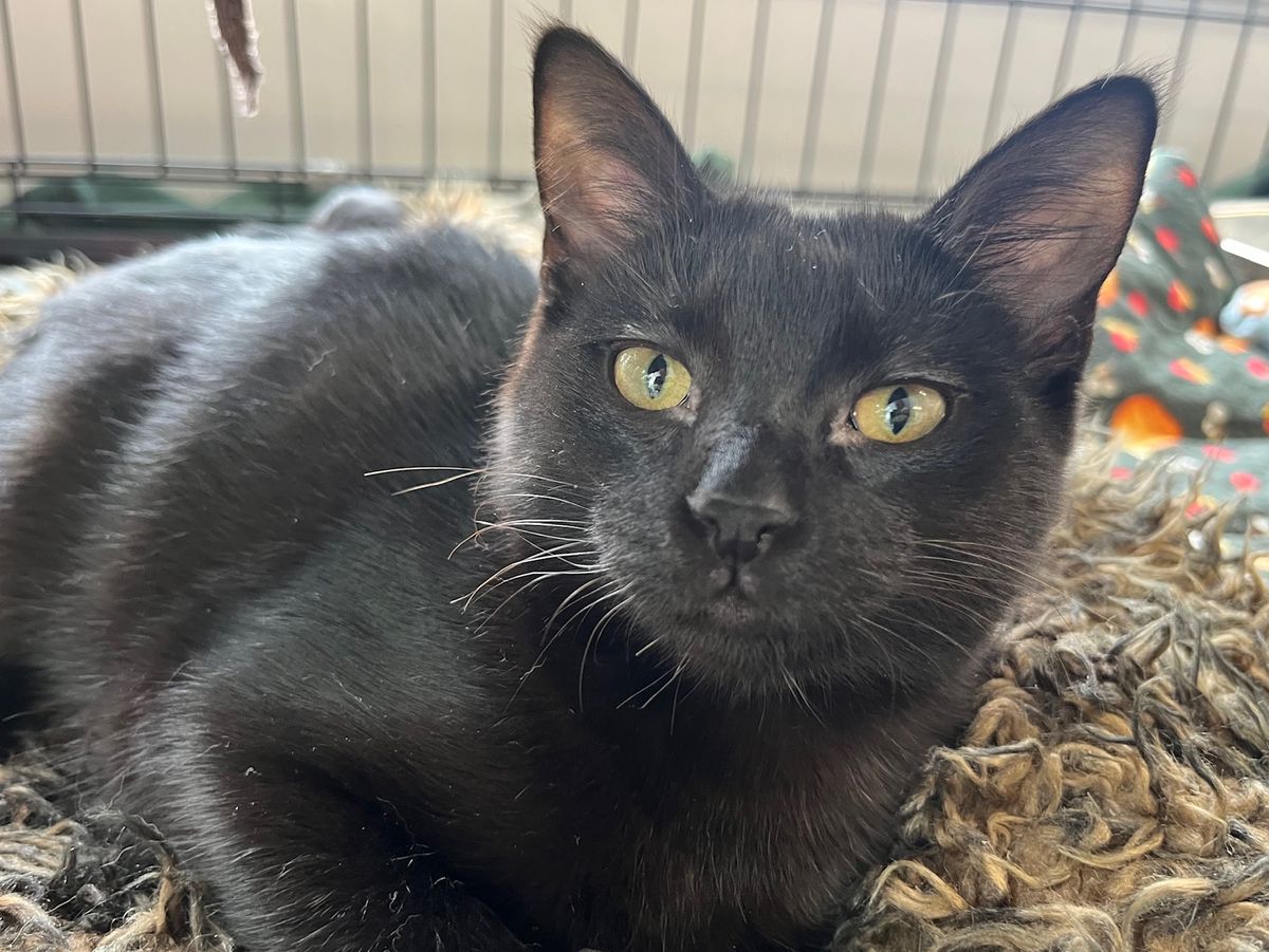 Gallery image: Totara