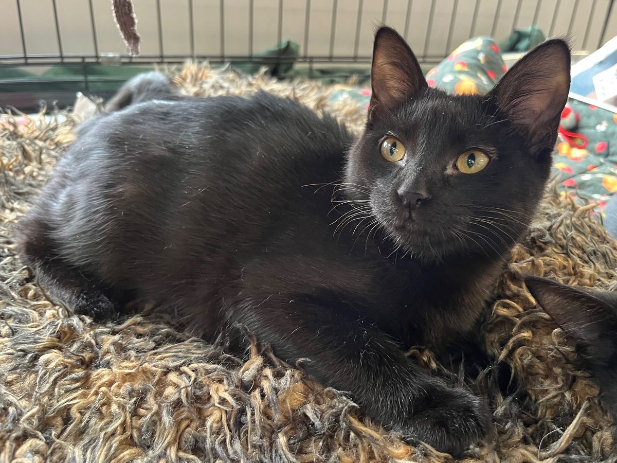 Gallery image: Totara