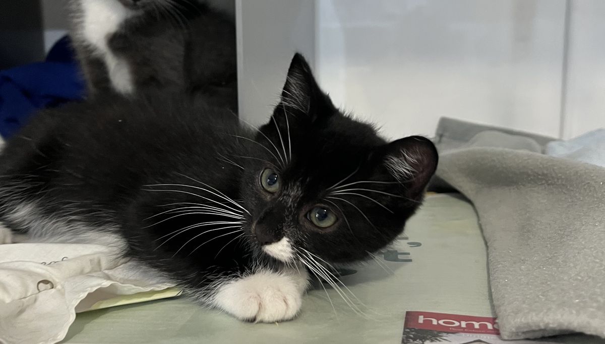 Gallery image: Scotty