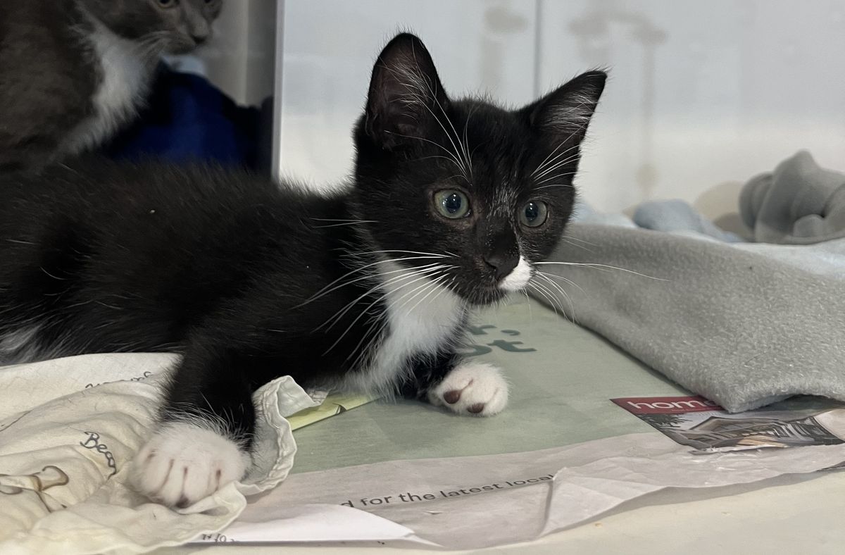 Gallery image: Scotty