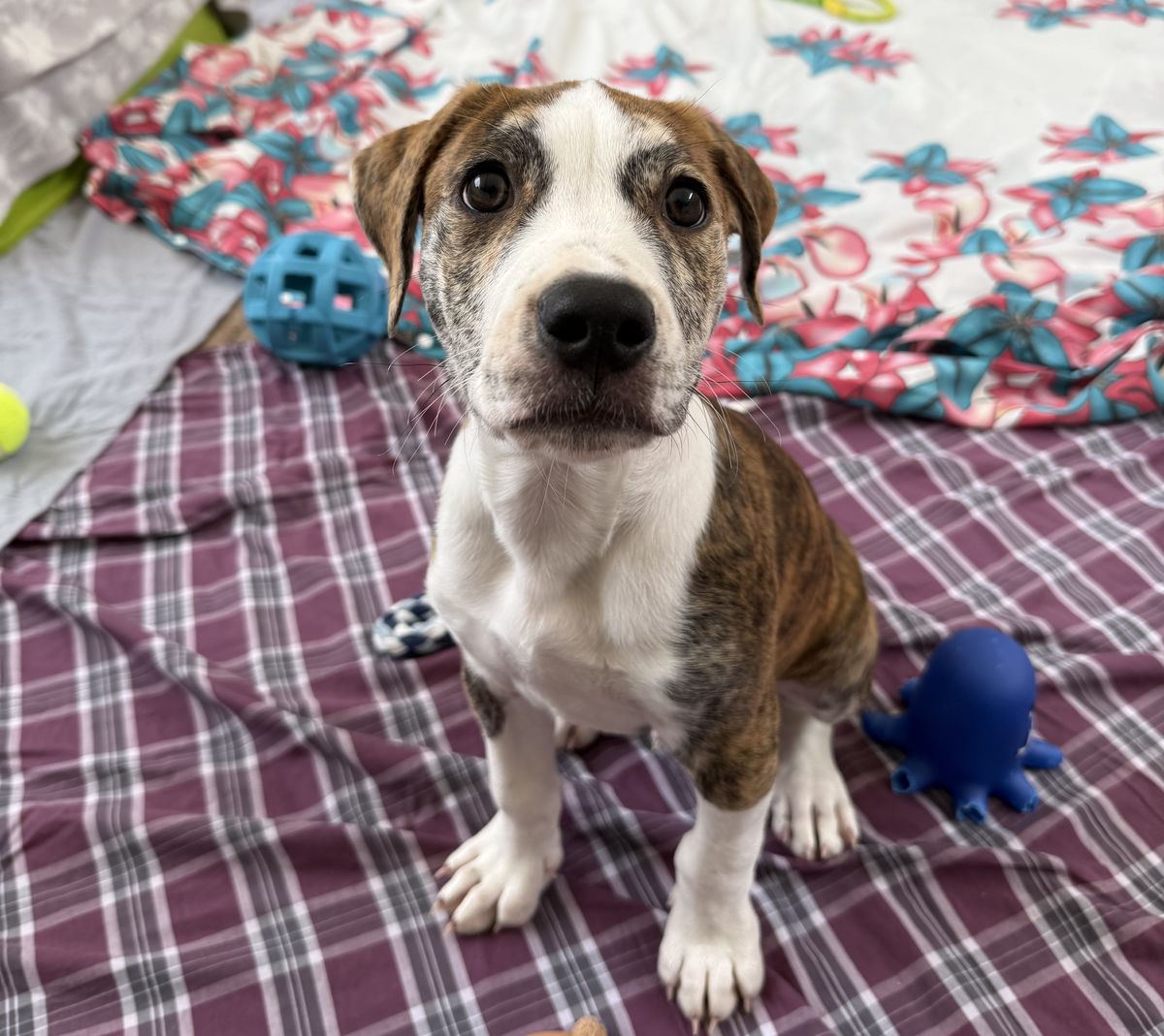 Gallery image: Woody