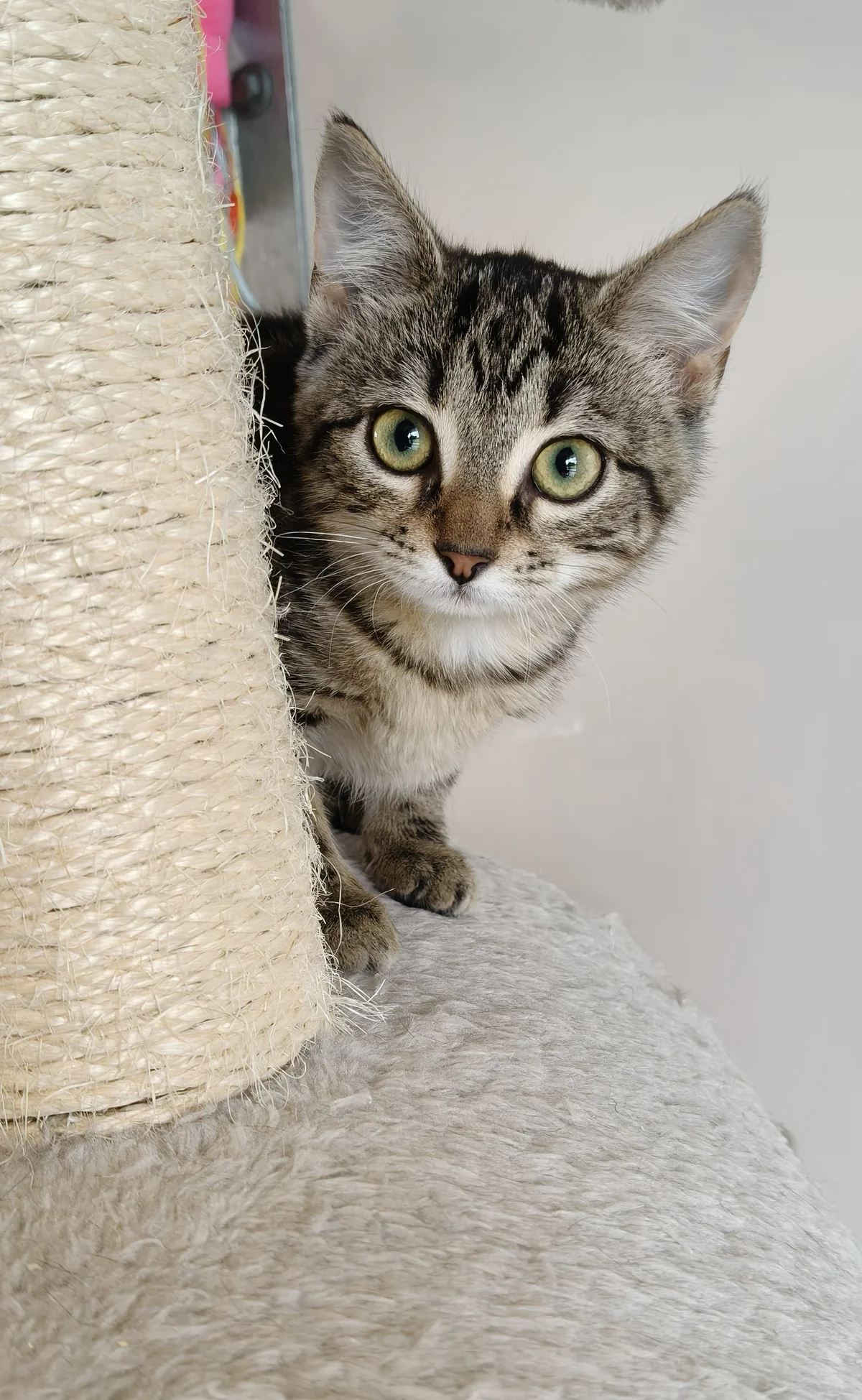 Gallery image: Pippa