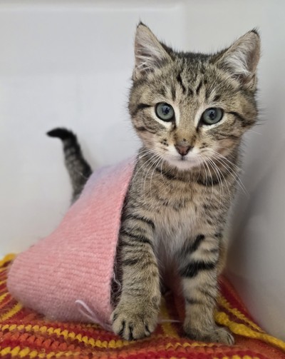 Sass - Domestic Short Hair