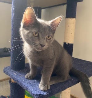 Wilma - Domestic Short Hair