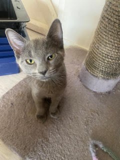 Whitney - Domestic Short Hair