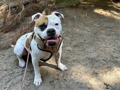 Franky - American Bulldog