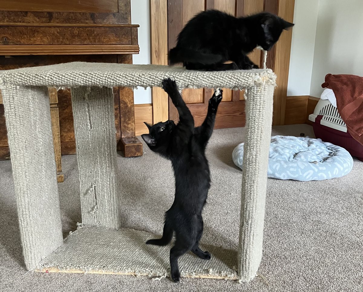 Gallery image: Shane