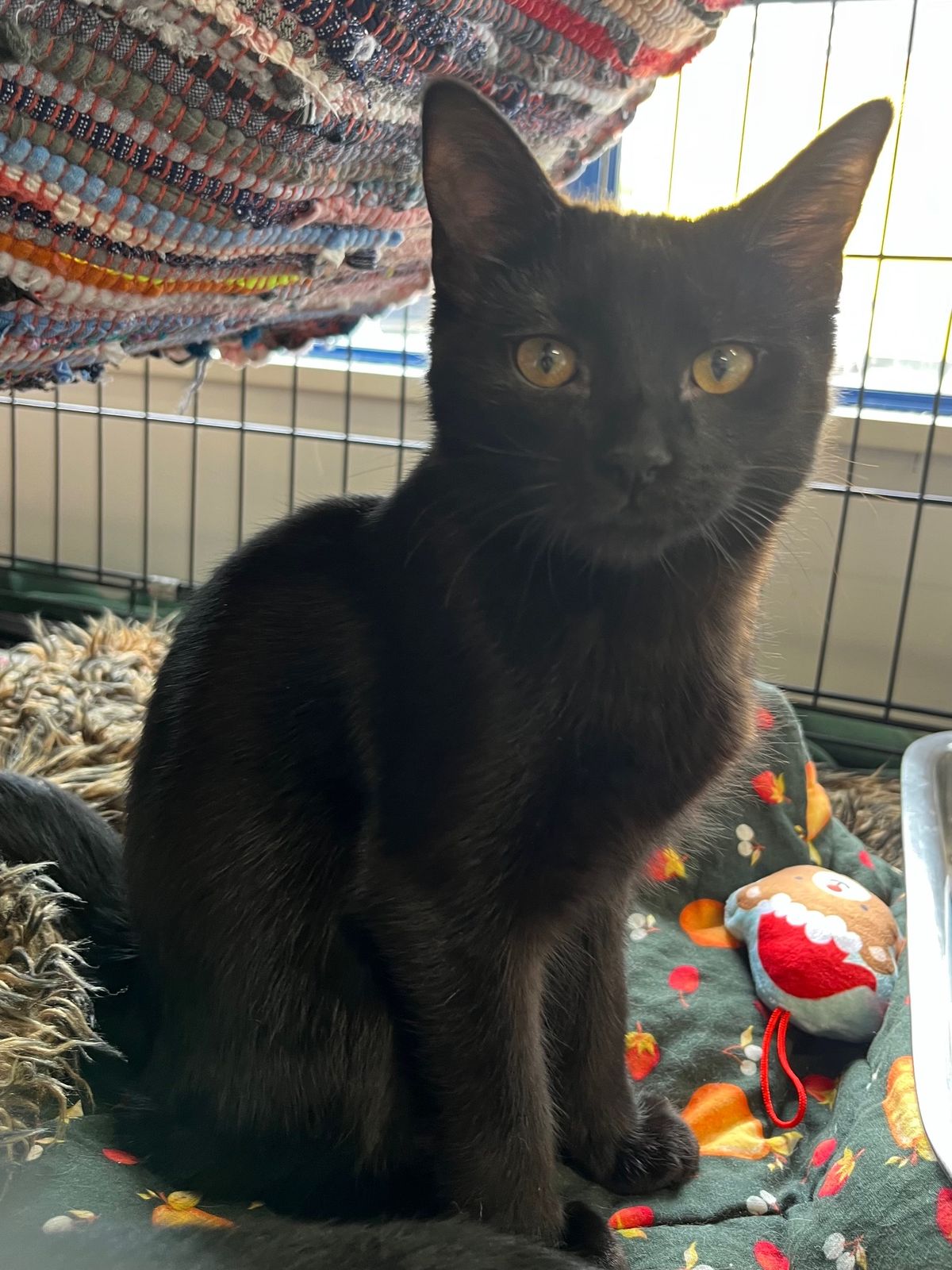 Gallery image: Totara