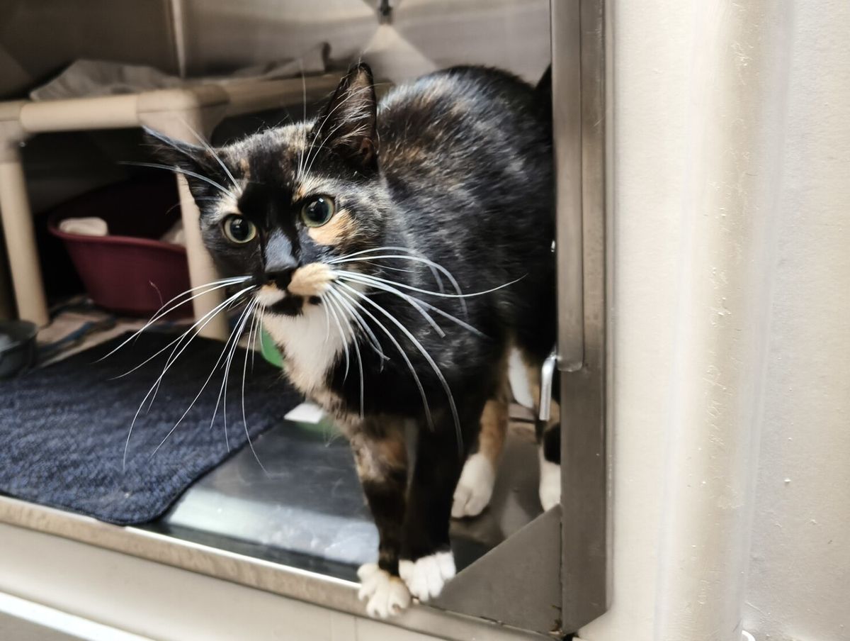 Gallery image: Hawaii