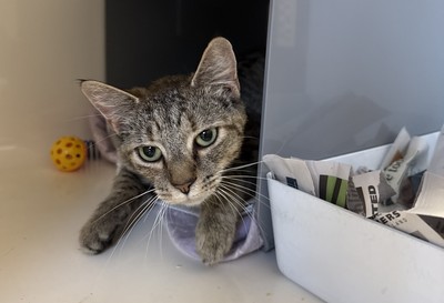 Tori - Domestic Short Hair