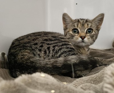 Ruru - Domestic Short Hair