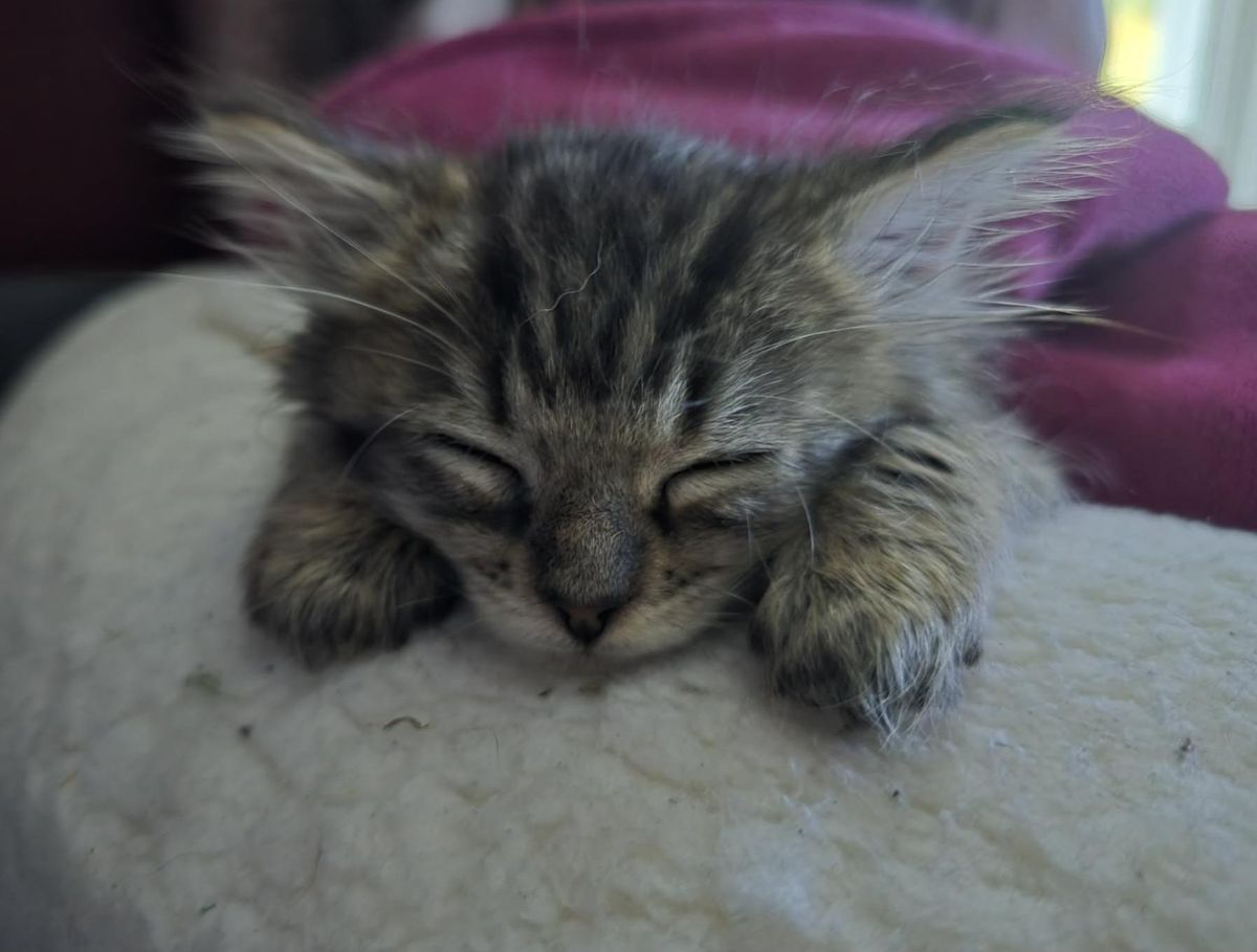 Gallery image: Charlotte