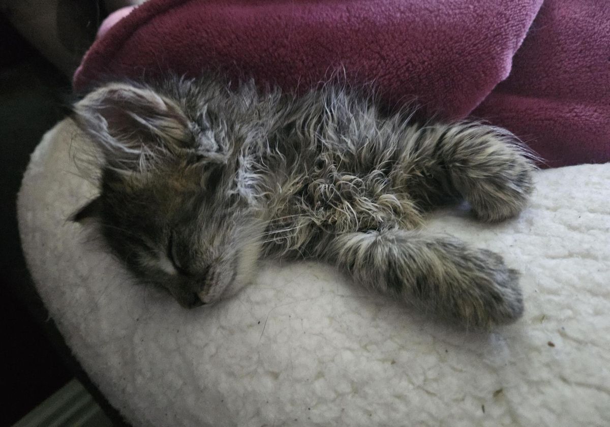 Gallery image: Charlotte