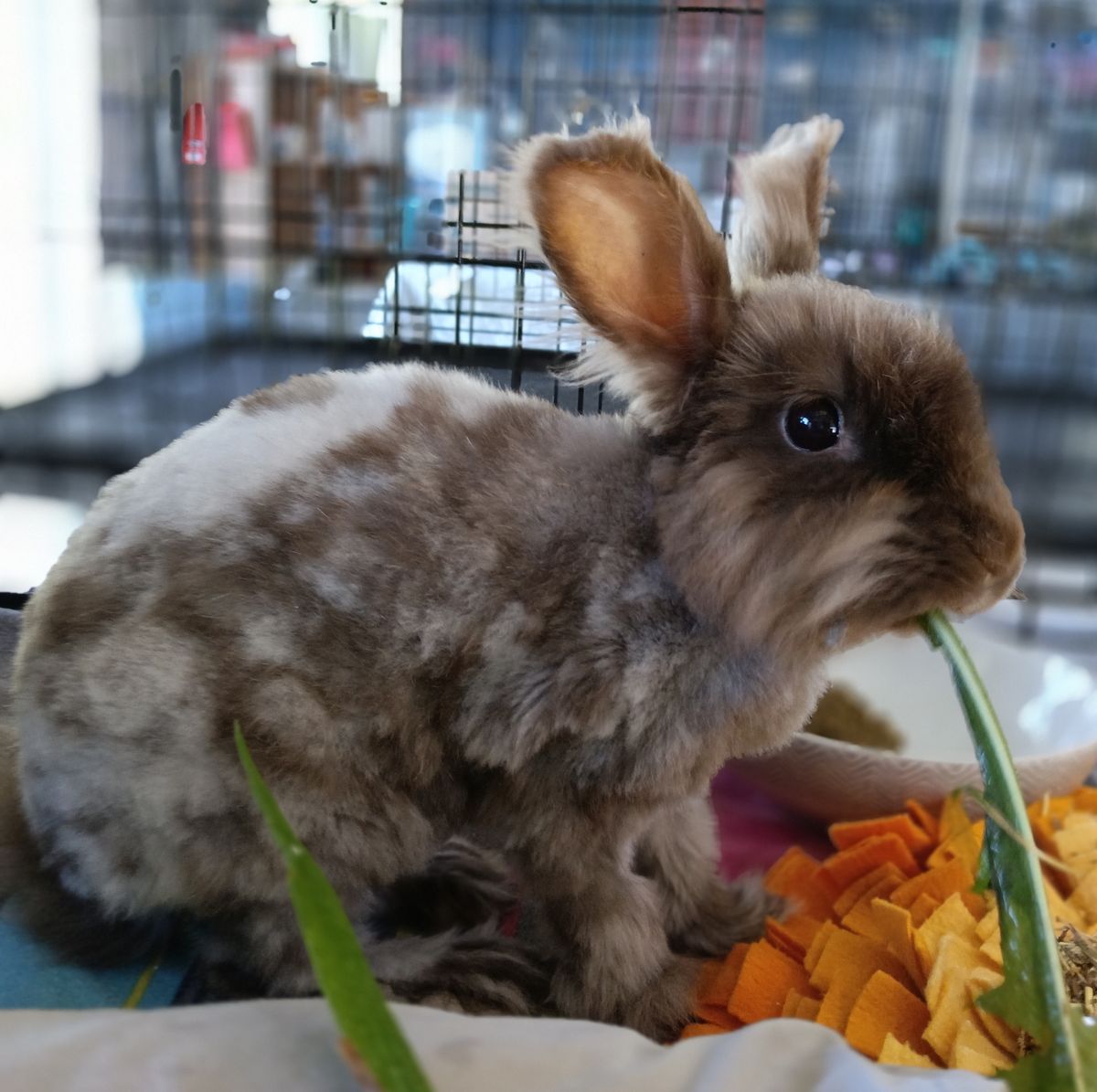 Gallery image: Eloise