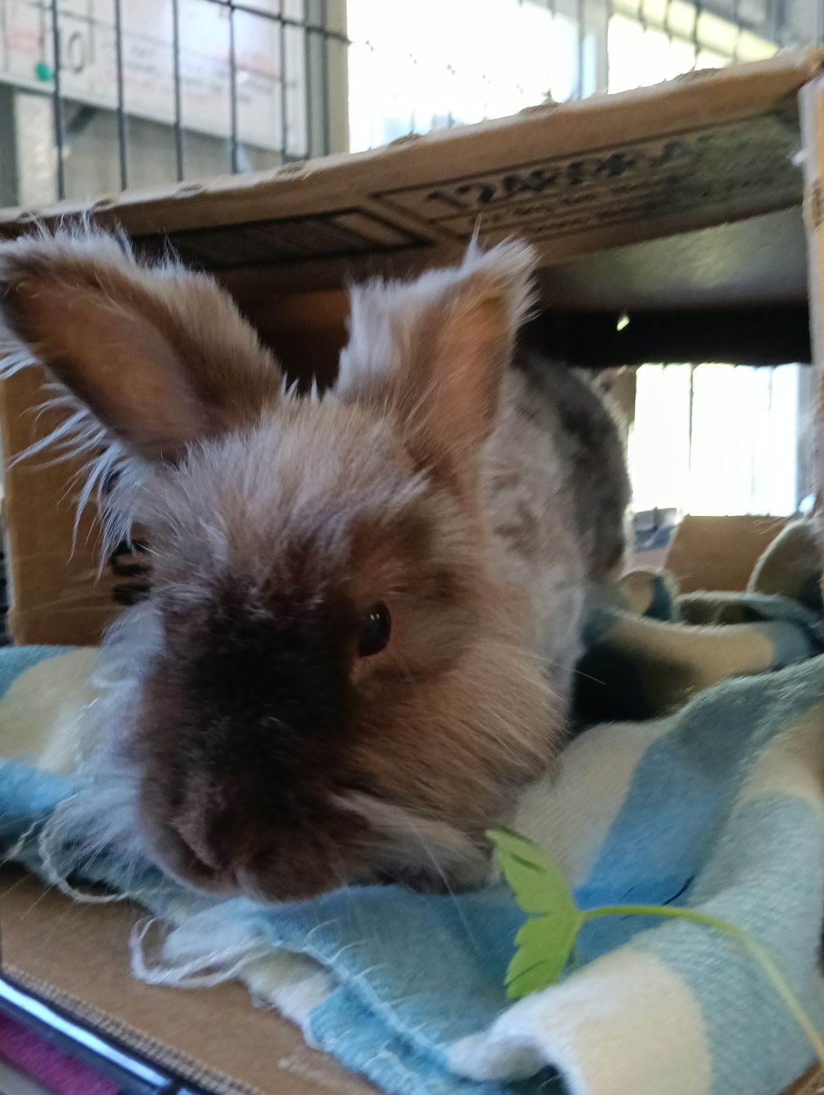 Gallery image: Eloise