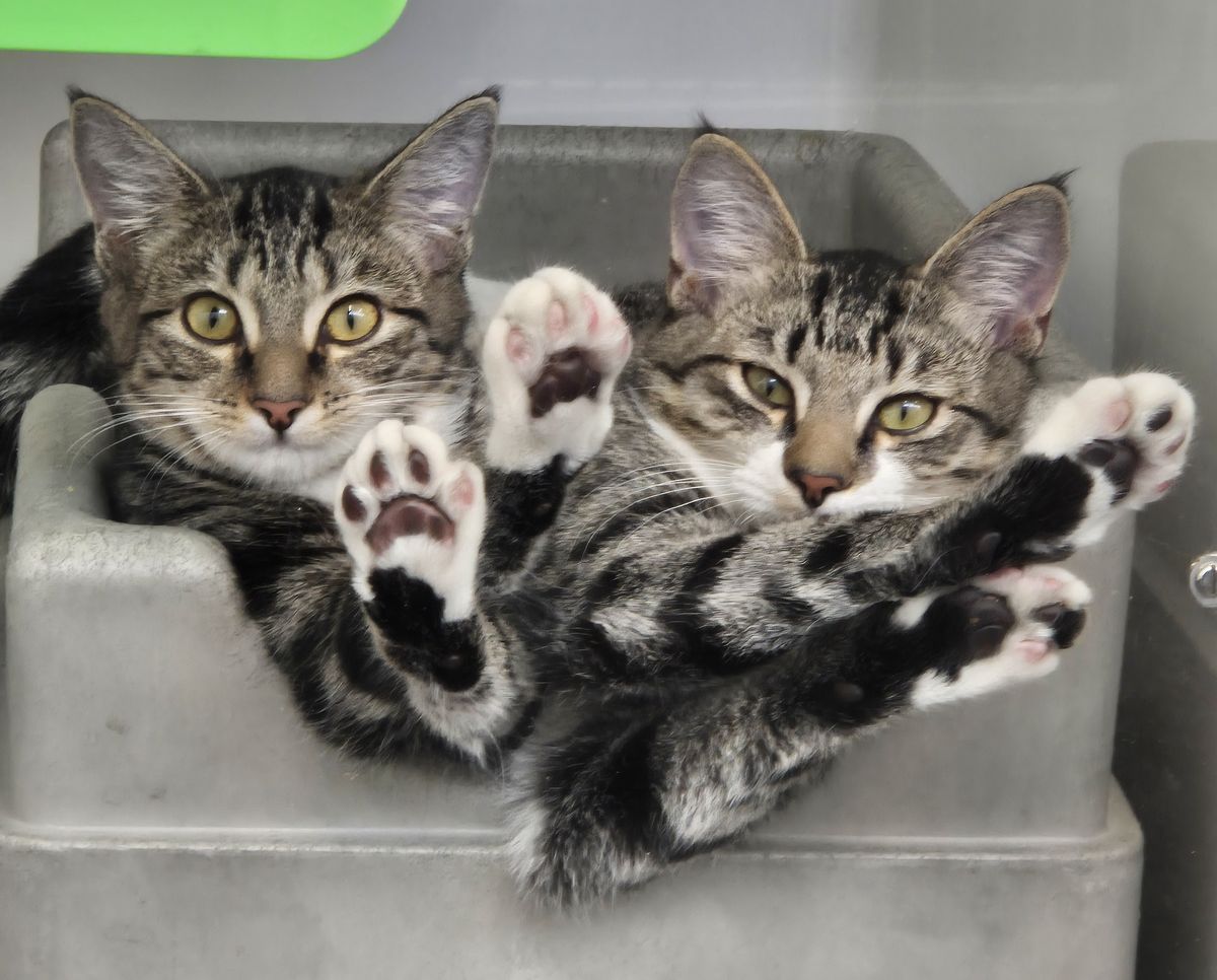 Gallery image: Peter