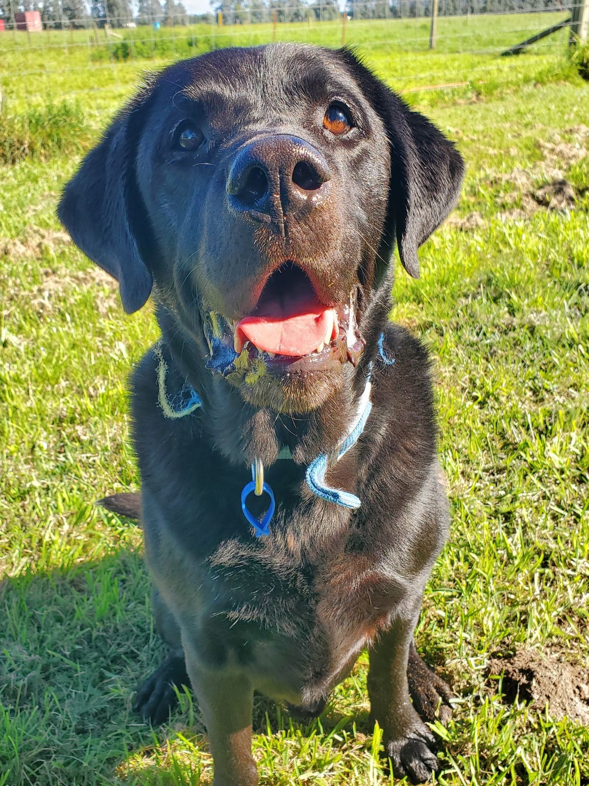 Gallery image: Franklin