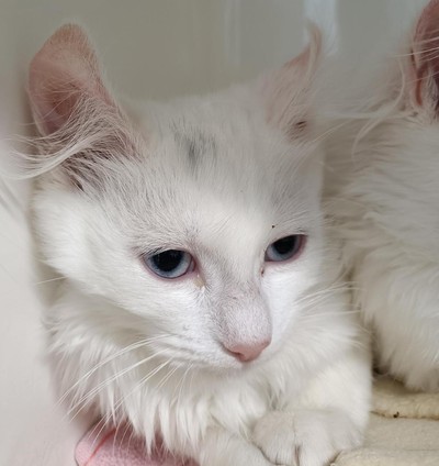 Barbie - Domestic Longhair