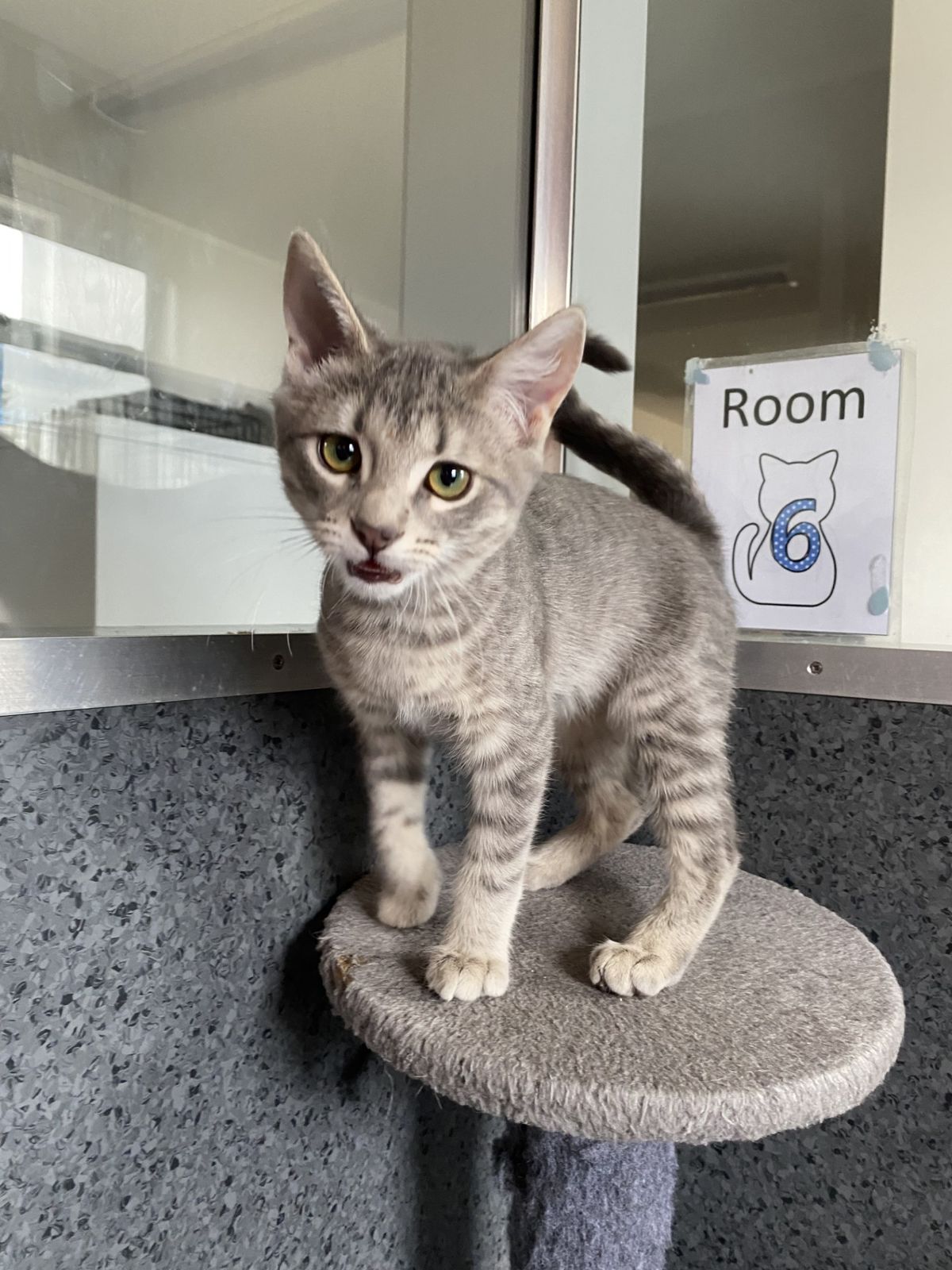 Gallery image: Ducky