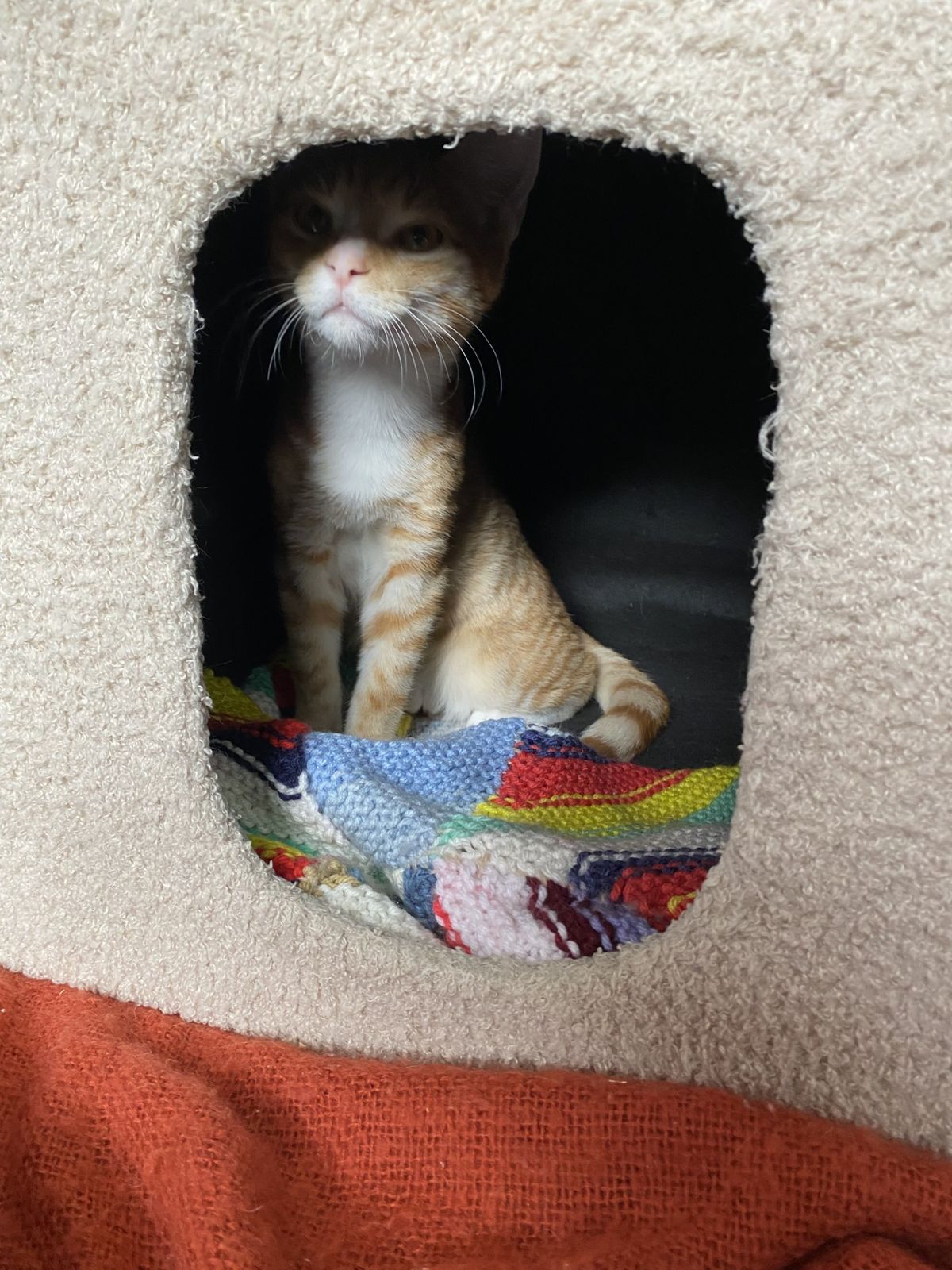 Gallery image: Chicken