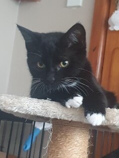 Wednesday - Domestic Short Hair