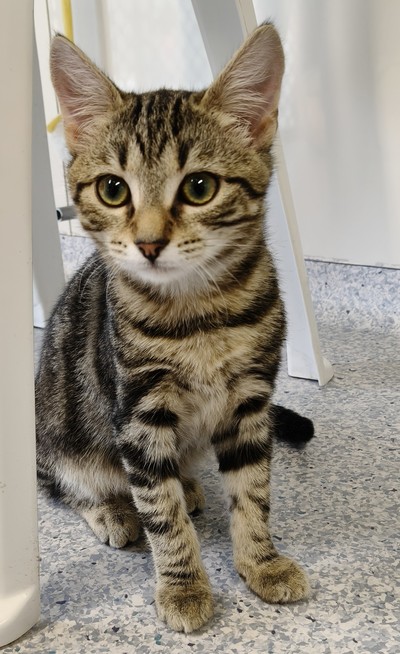 Hobbs - Domestic Short Hair