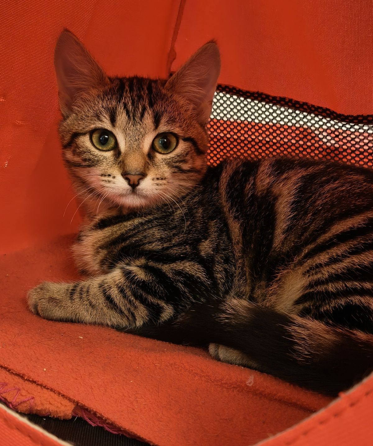 Gallery image: Hobbs