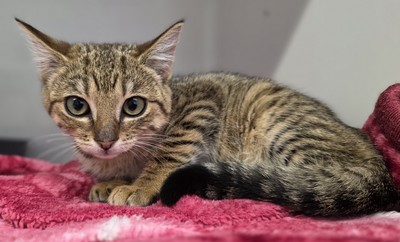 Jessi - Domestic Short Hair