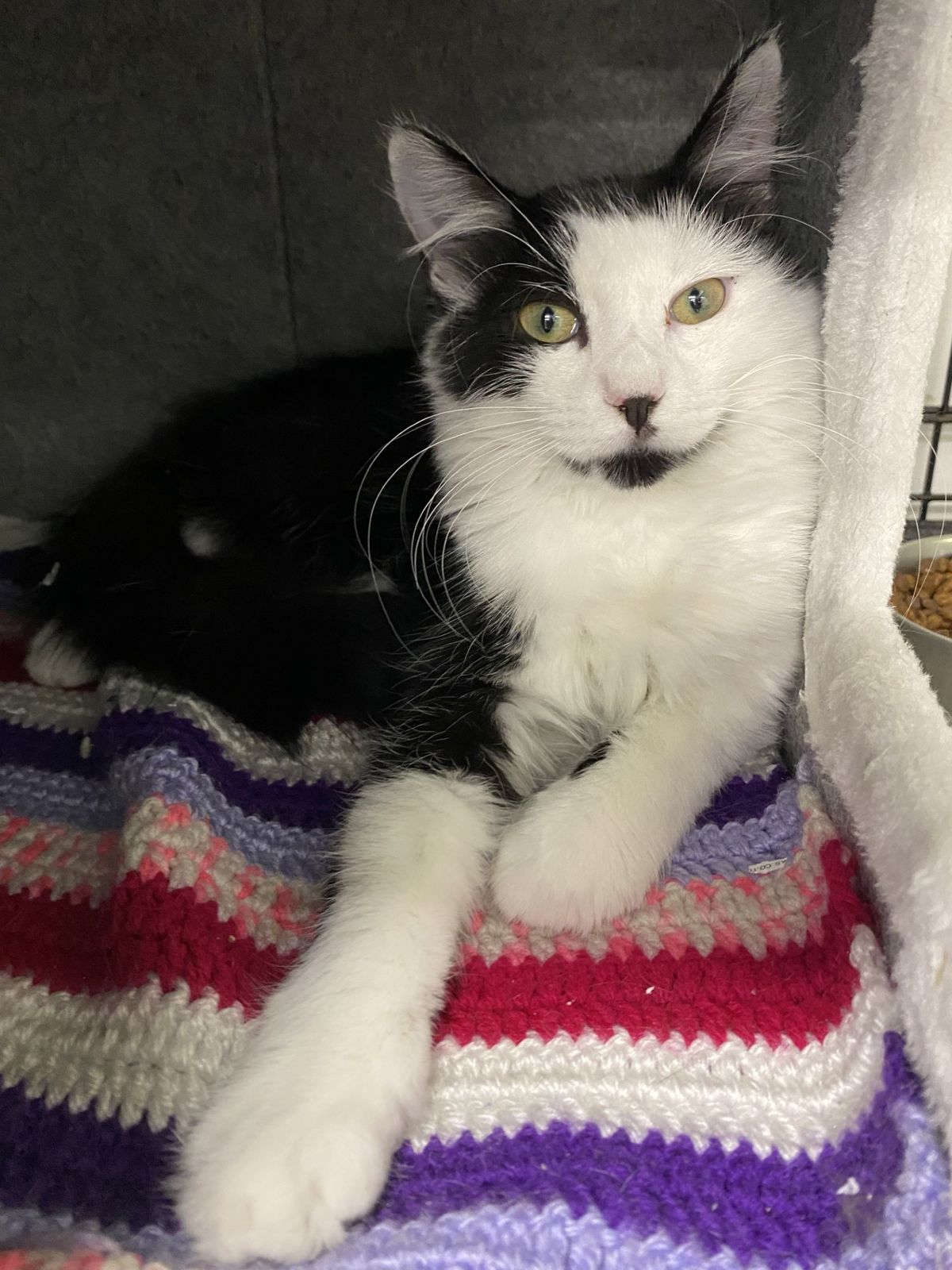 Gallery image: Pippin