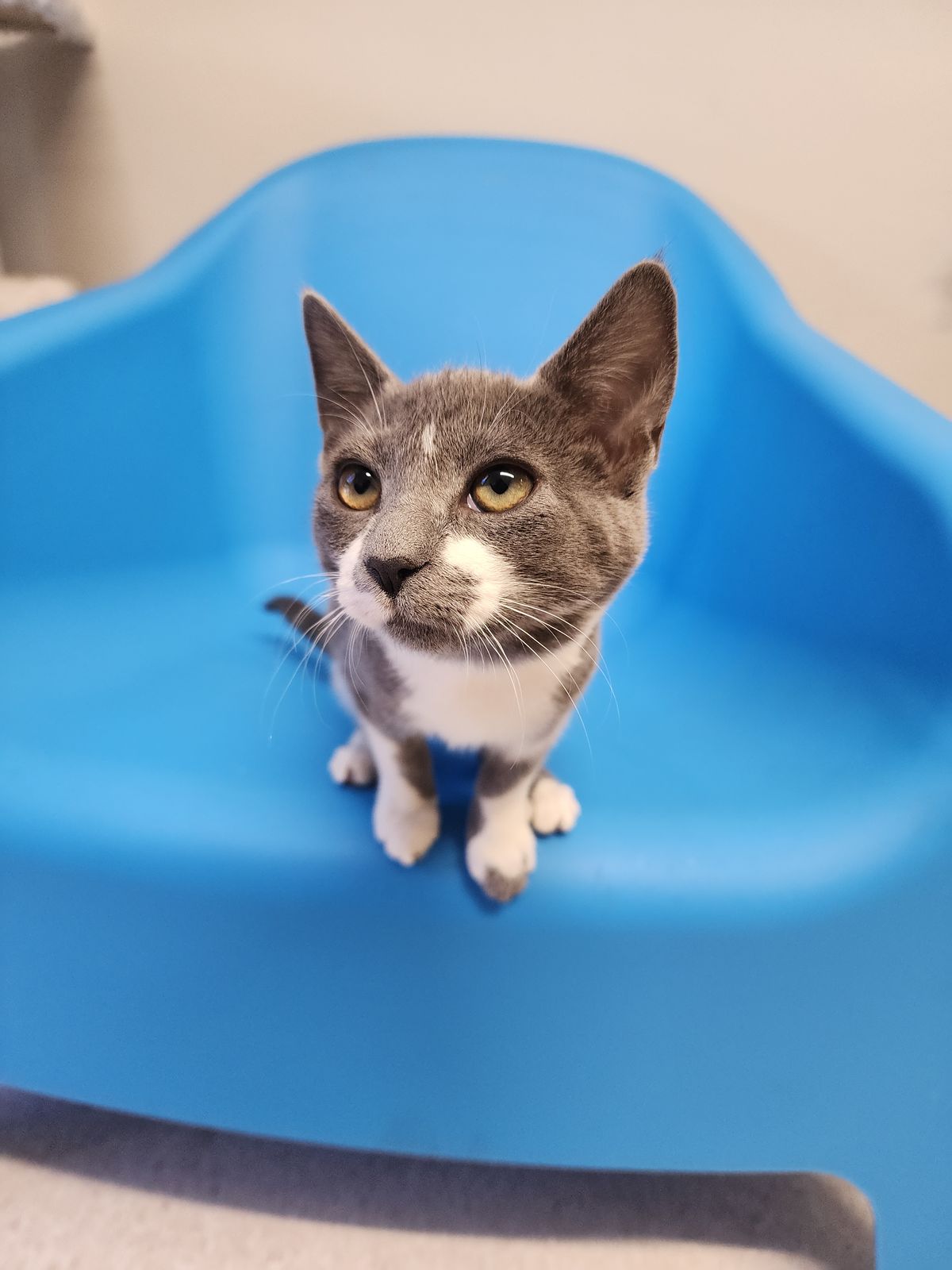 Gallery image: Misty