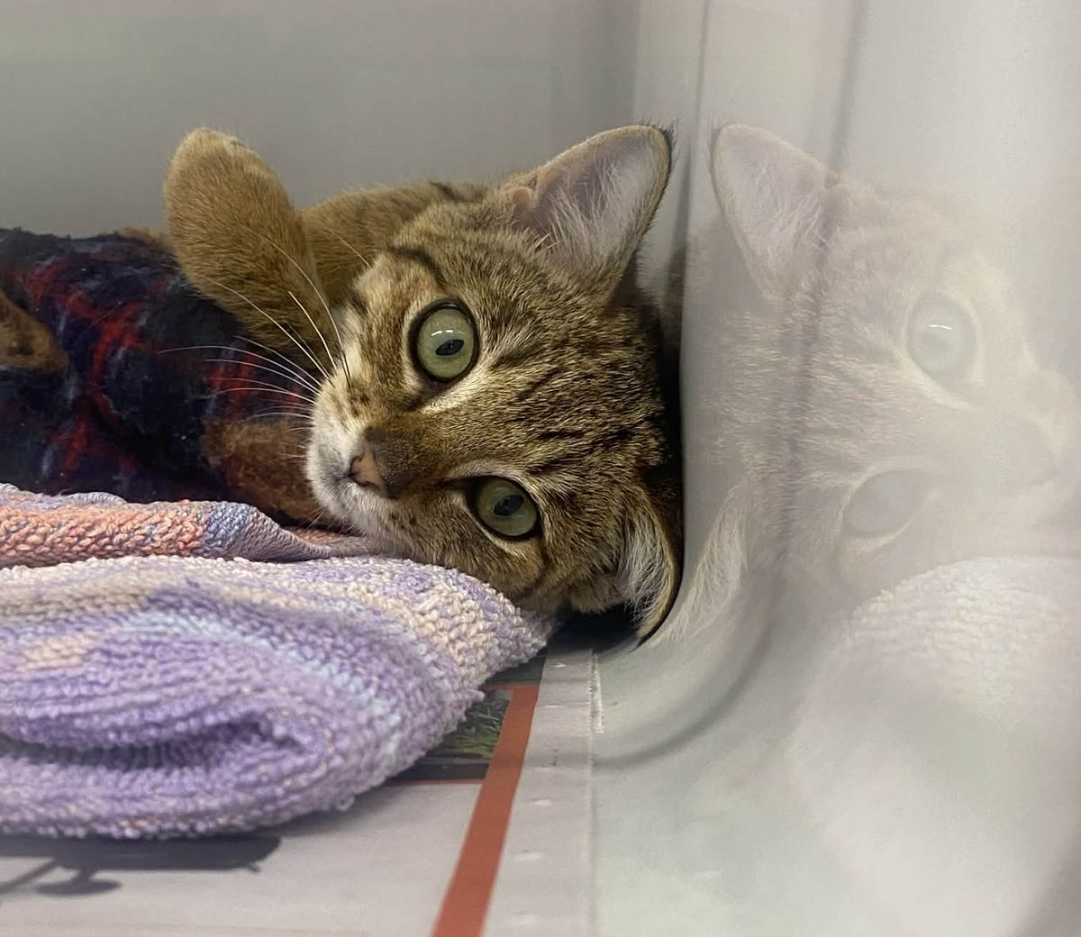 Gallery image: Jessi