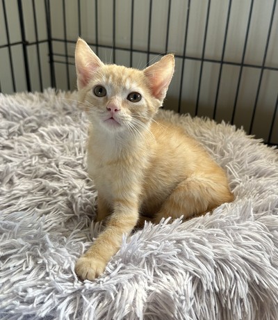 Juice - Domestic Short Hair