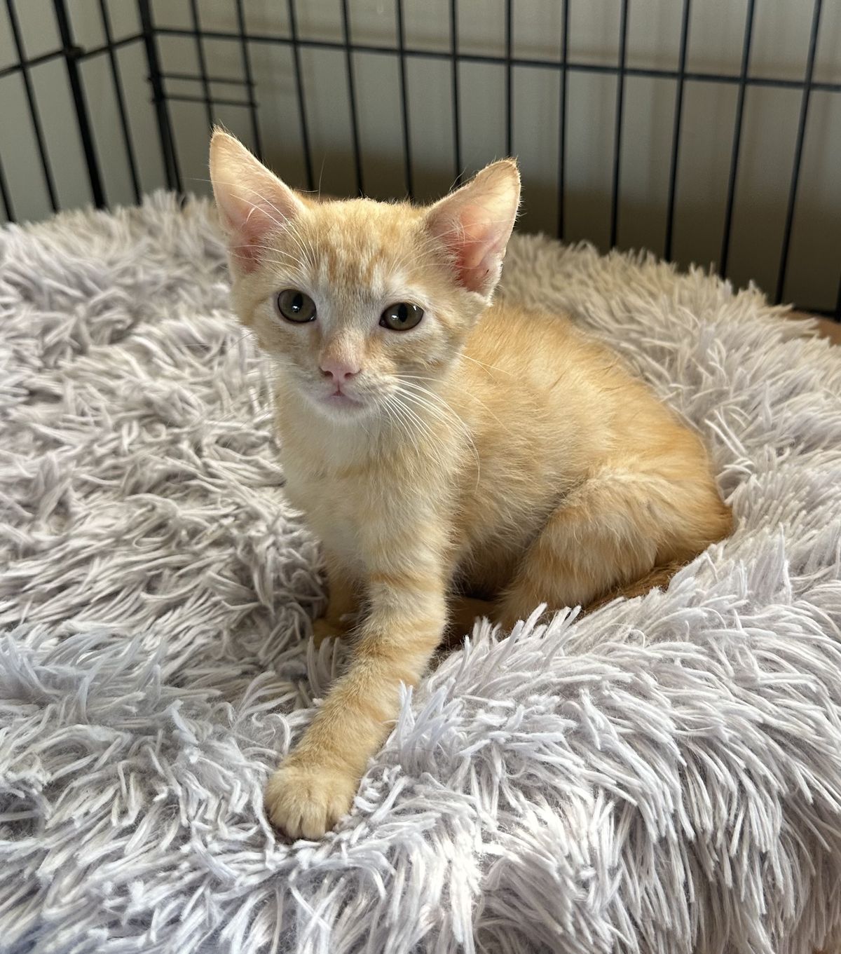 Gallery image: Juice