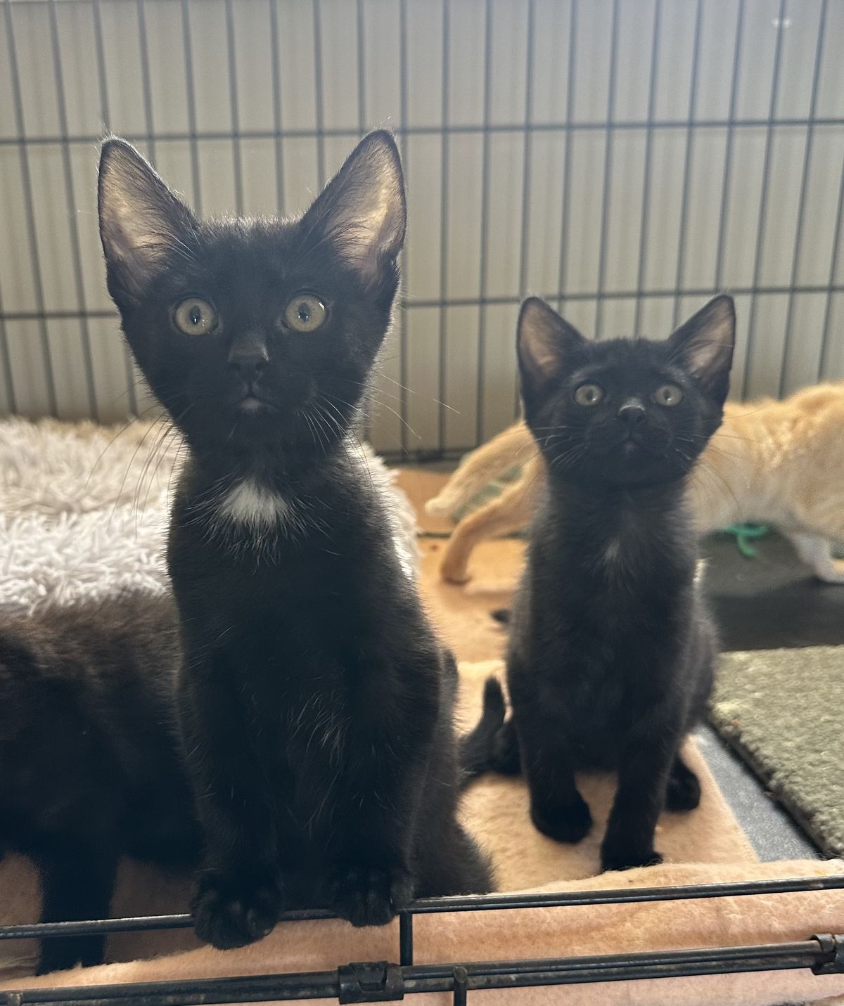 Gallery image: Jamba