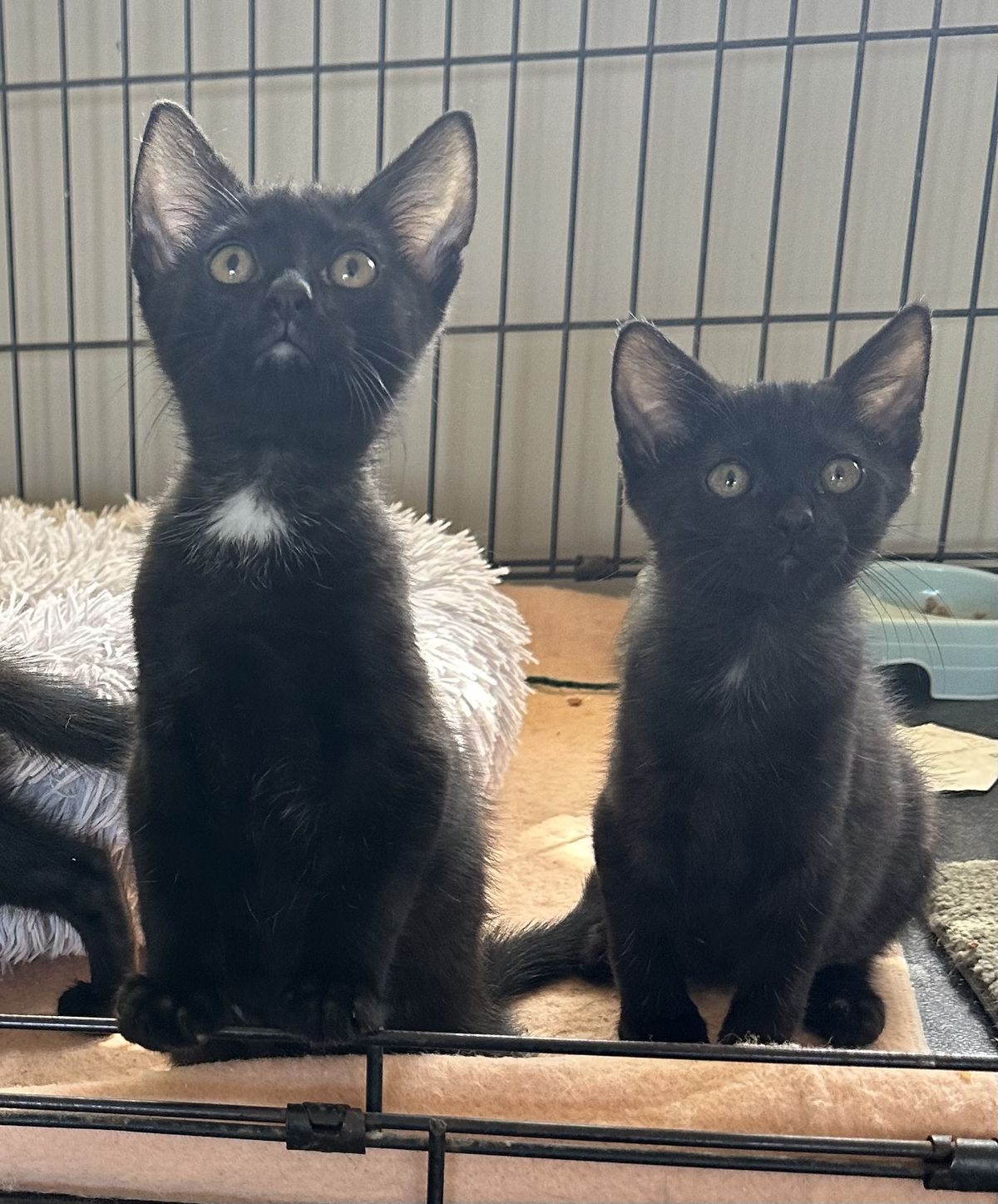 Gallery image: Jamba