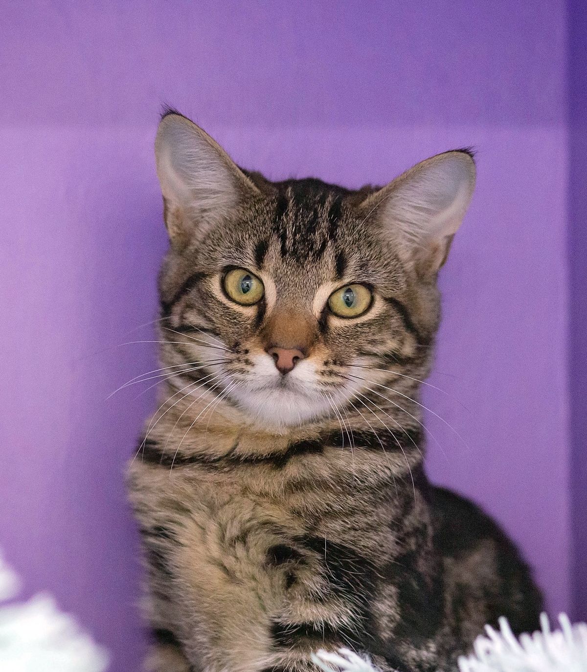 Gallery image: Popper