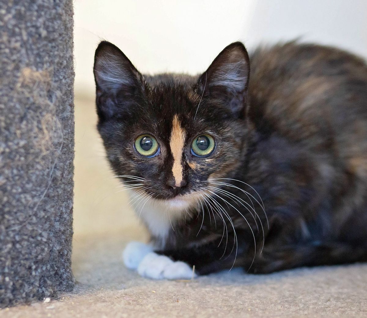 Gallery image: Gracie