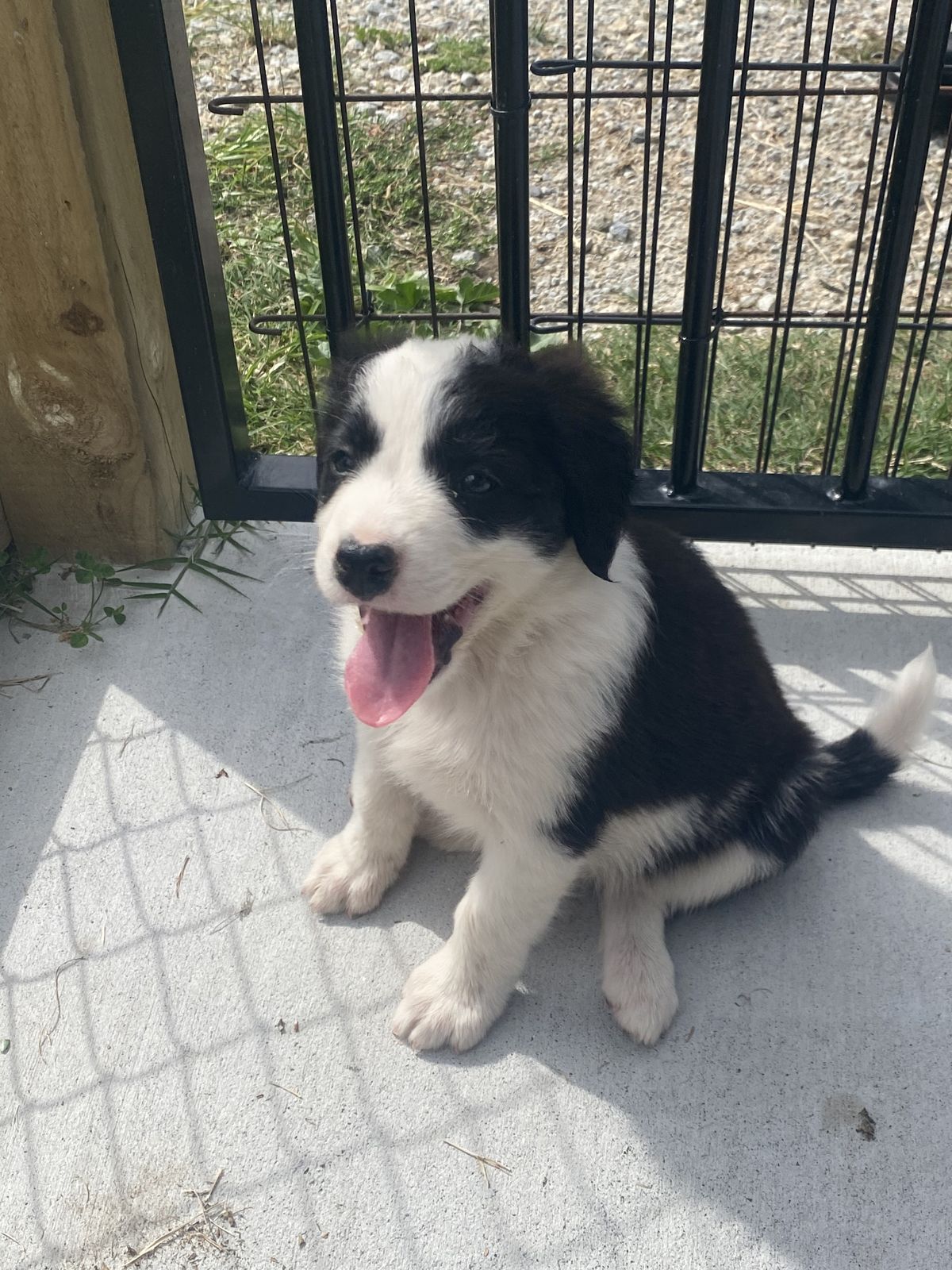 Gallery image: Freya