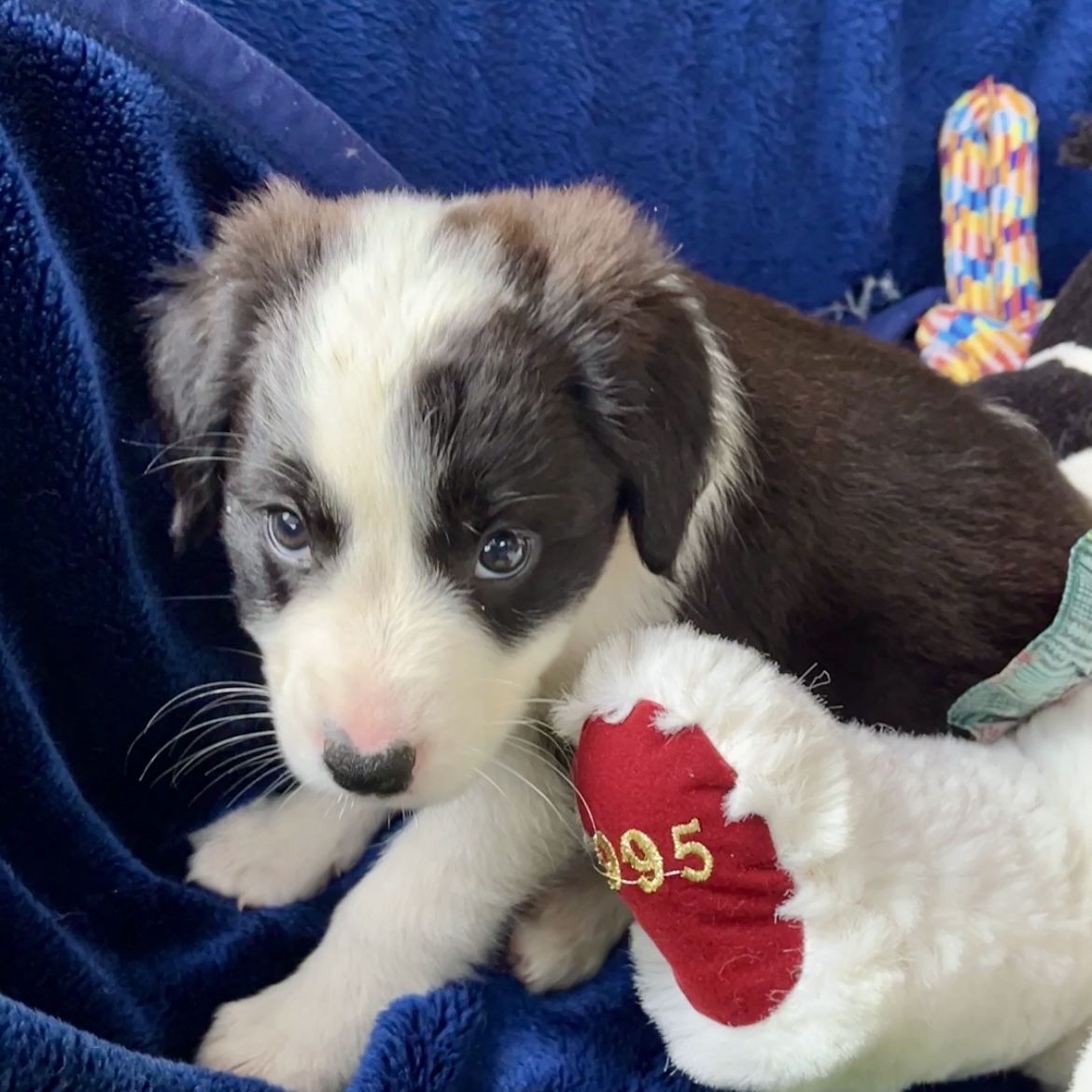 Gallery image: Freya