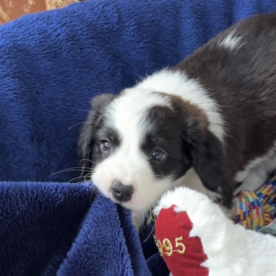 Gallery image: Freya