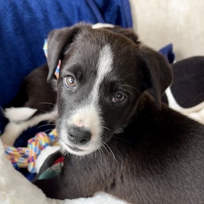 Freddy - Medium Cross Breed