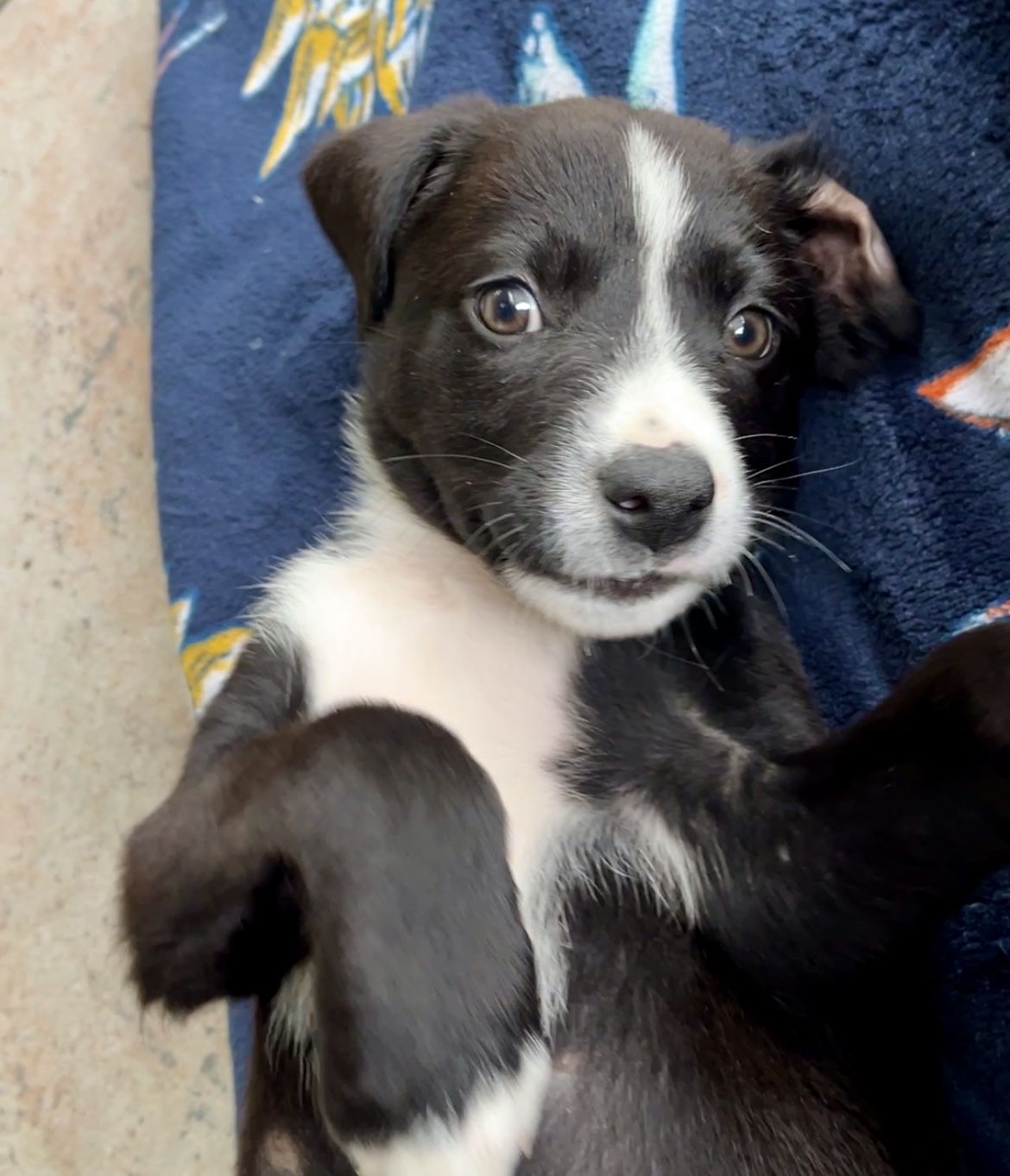 Gallery image: Freddy