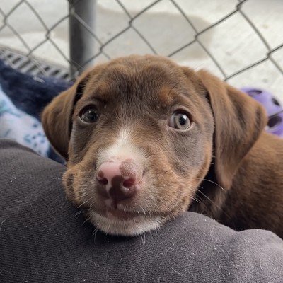 Fudge - Medium Cross Breed