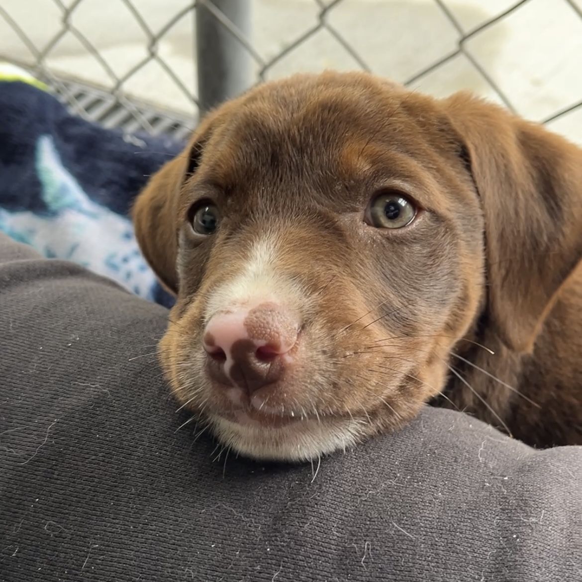 Gallery image: Fudge