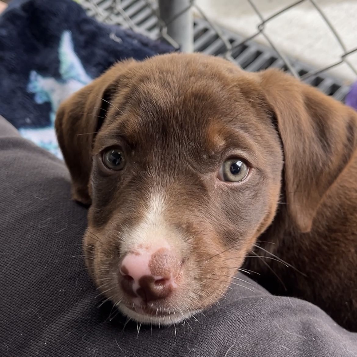 Gallery image: Fudge