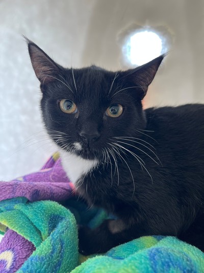 Quiver - Domestic Short Hair