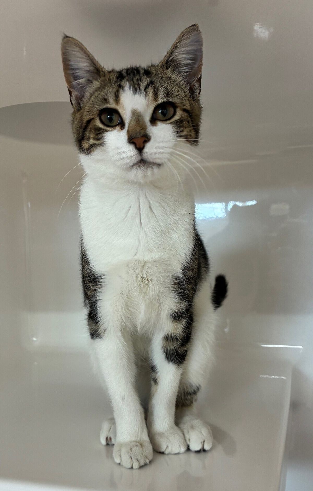 Gallery image: French Fry