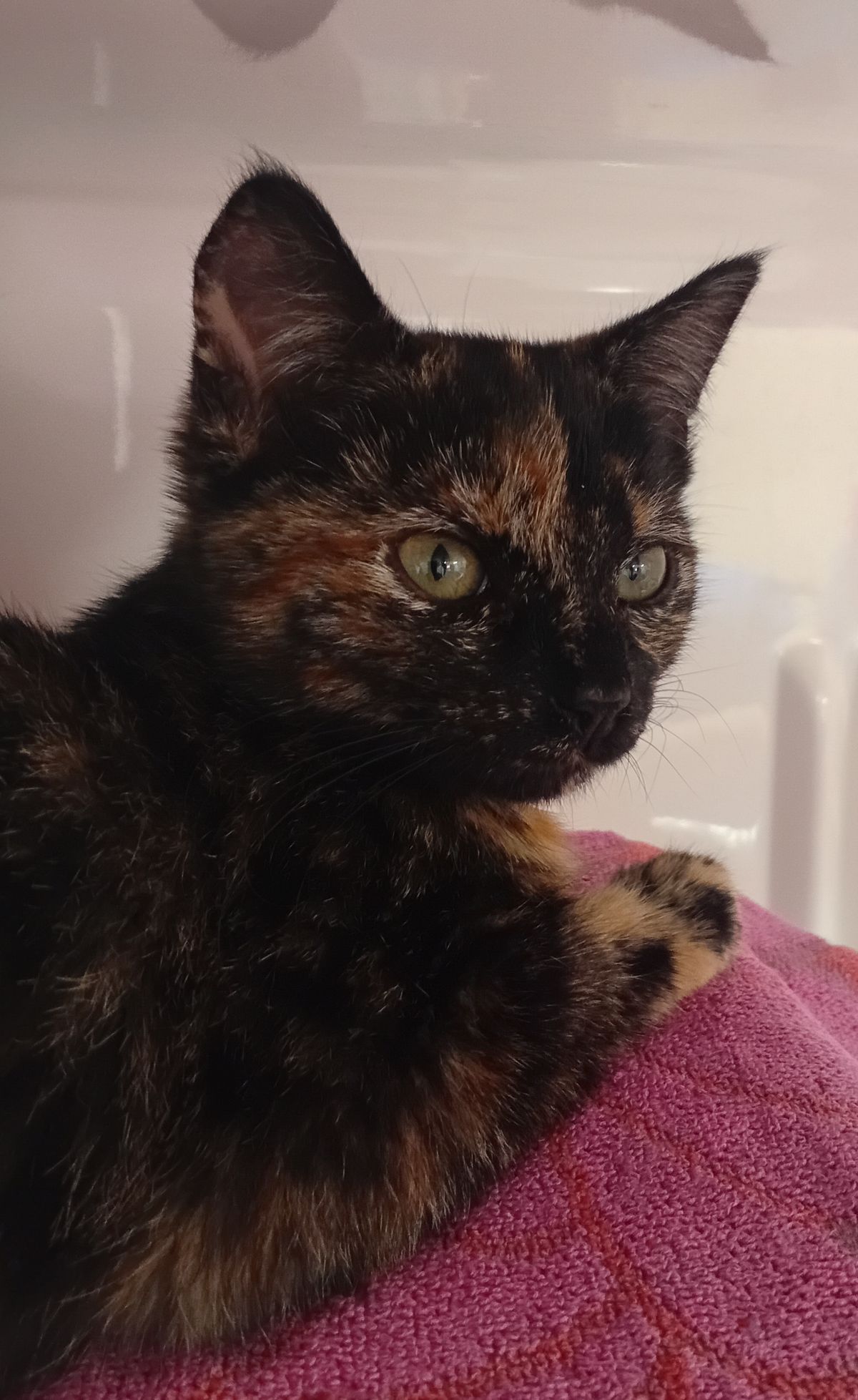 Gallery image: Cindy